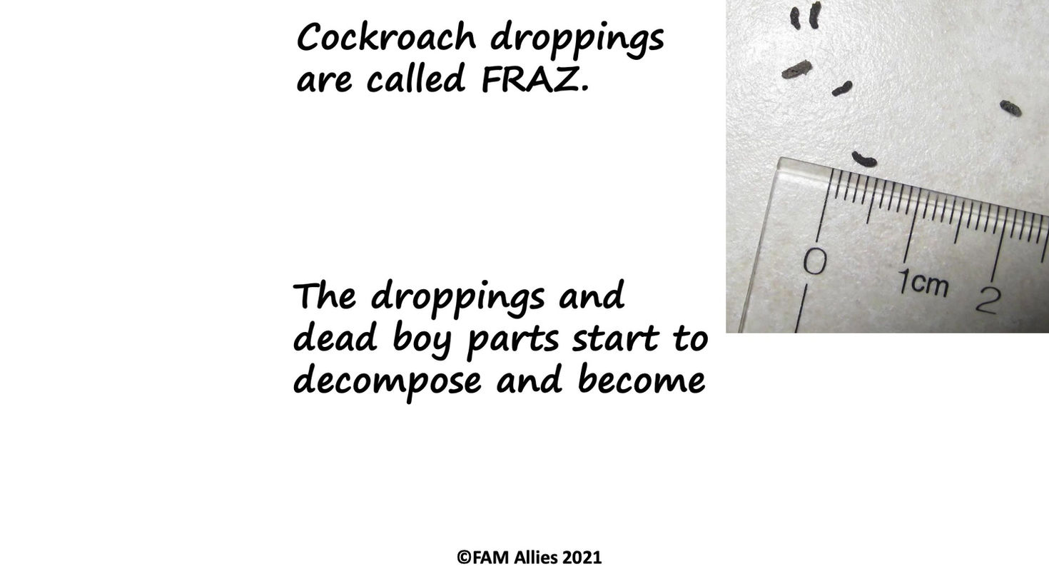 Roaches